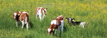 Home calf kit