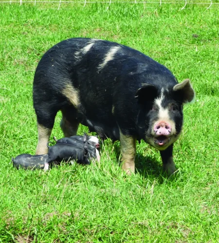pigs2