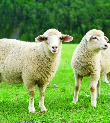 sheep3
