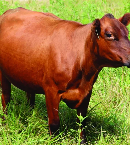 cow
