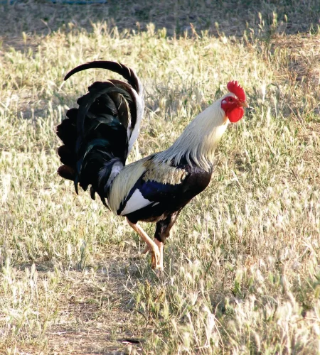 rooster